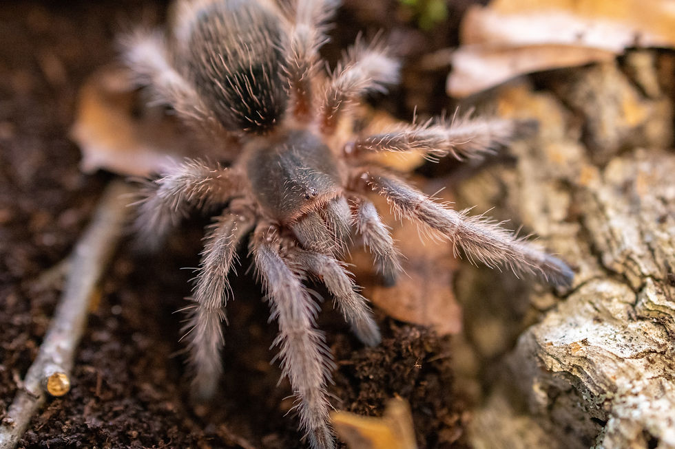 Grammostola rosea 0.1 - Photo: Mirco/Realm of Spiders