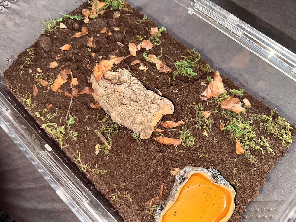 Tarantula enclosure for a Grammostola rosea - Photo: Mirco/Realm of Spiders