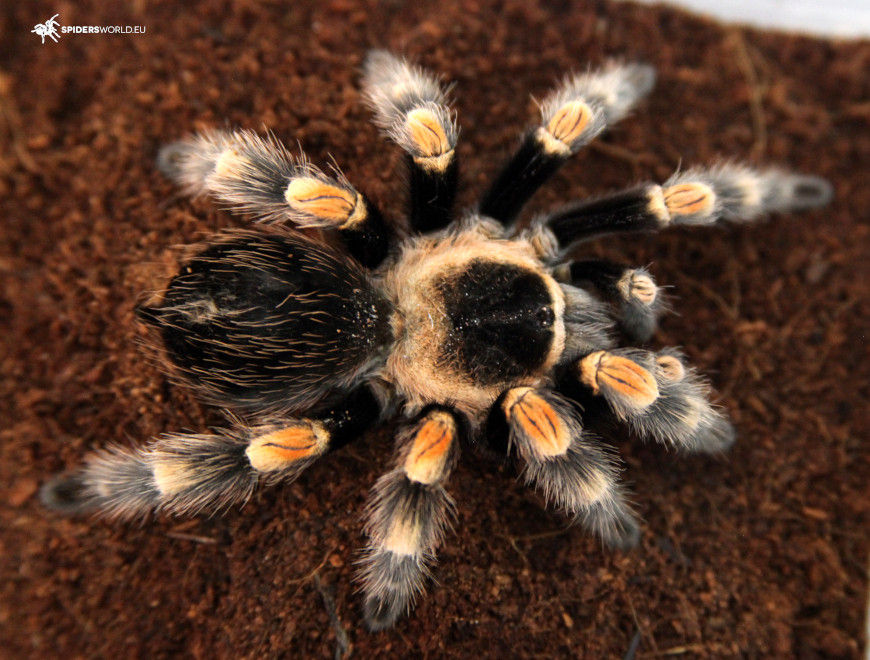 Brachypelma hamorii - Photo: Jarosław Pałasz/spidersworld.eu