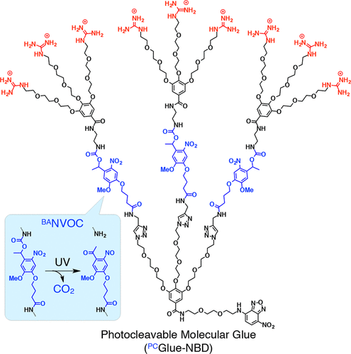 35_JACS.gif