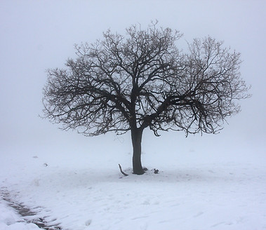 Дерево в снегу