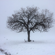 Tree in Snow