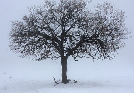 Tree in Snow