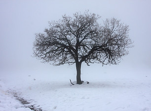 Baum im Schnee 