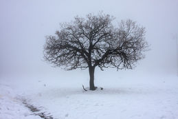 Snowed In!