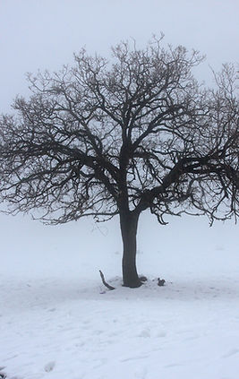 Tre i snø