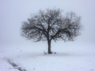 Winter Blues