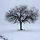 Tree in Snow 