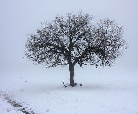 Tree in Snow 