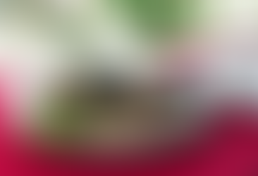 Bật mí món ngon từ yến sào