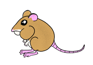 Pacific Pocket Mouse