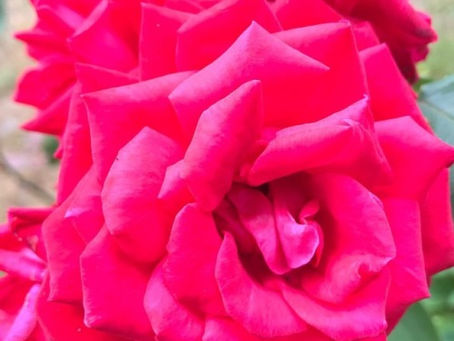 #rose #nofilter . May you allow yourself to be unfiltered too,…