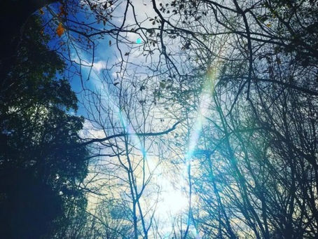 #light #beauty #rays #alive #nature #magical #trees…