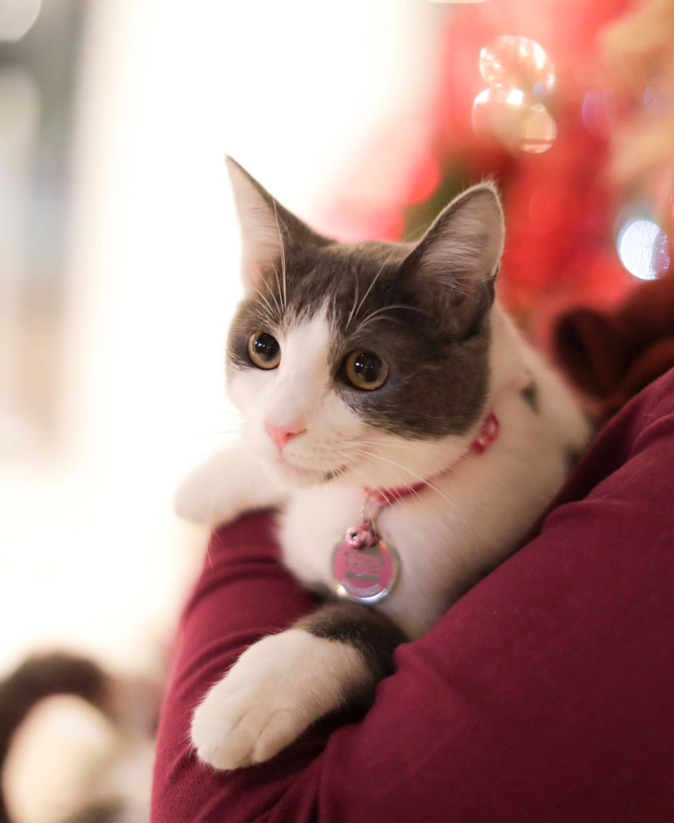Gray and white cat with a pink collar is held in a person’s arms wearing a matching sweater, against a blurred background of red lights, creating a cozy mood.