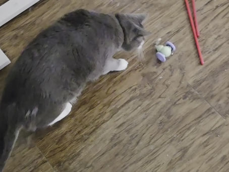 Cat Playing with an Interactive Cat Toy