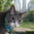 A gray tabby cat wearing a blue bandana with a tropical palm tree design.
