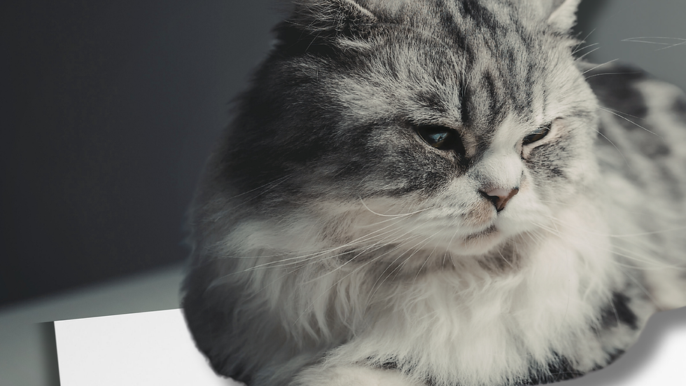 Fluffy gray cat rests on upside-down white paper with black text. Background is dark gray, creating a calm mood.