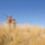 top waterfowl species to hunt in saskatchewan - dark geese