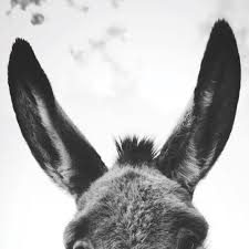 Donkey.jpeg