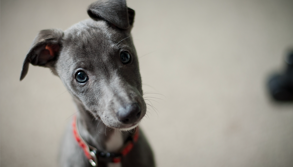 Puppy with tilted head.png