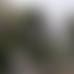 狭小地のシラカシ枝下ろし作業