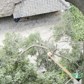 狭小地のシラカシ枝下ろし作業