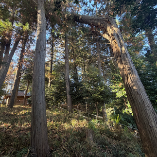 川越市の八幡社でエンジンウィンチにより危険木の伐採作業