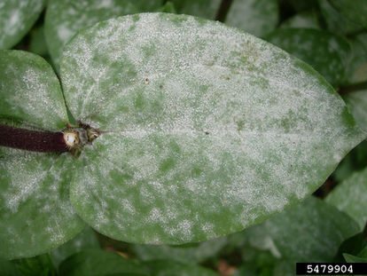 Troubleshooting Common Issues with Injection Molding