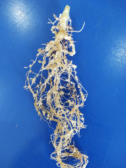 Imagem do WhatsApp de 2023-03-07 à(s) 20.53.29.jpg