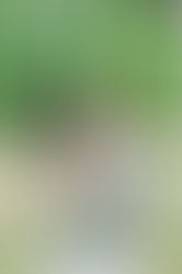 Svatba Heleny & Tomáše v blush a burgundy barvě