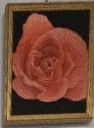 20260717_1Richard50 rose 2