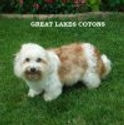 Great Lakes Cotons - RETIRED