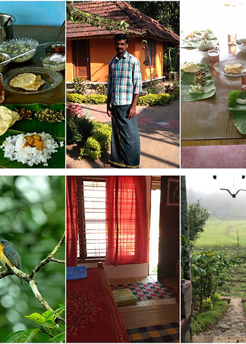 Wayanad collage.jpg