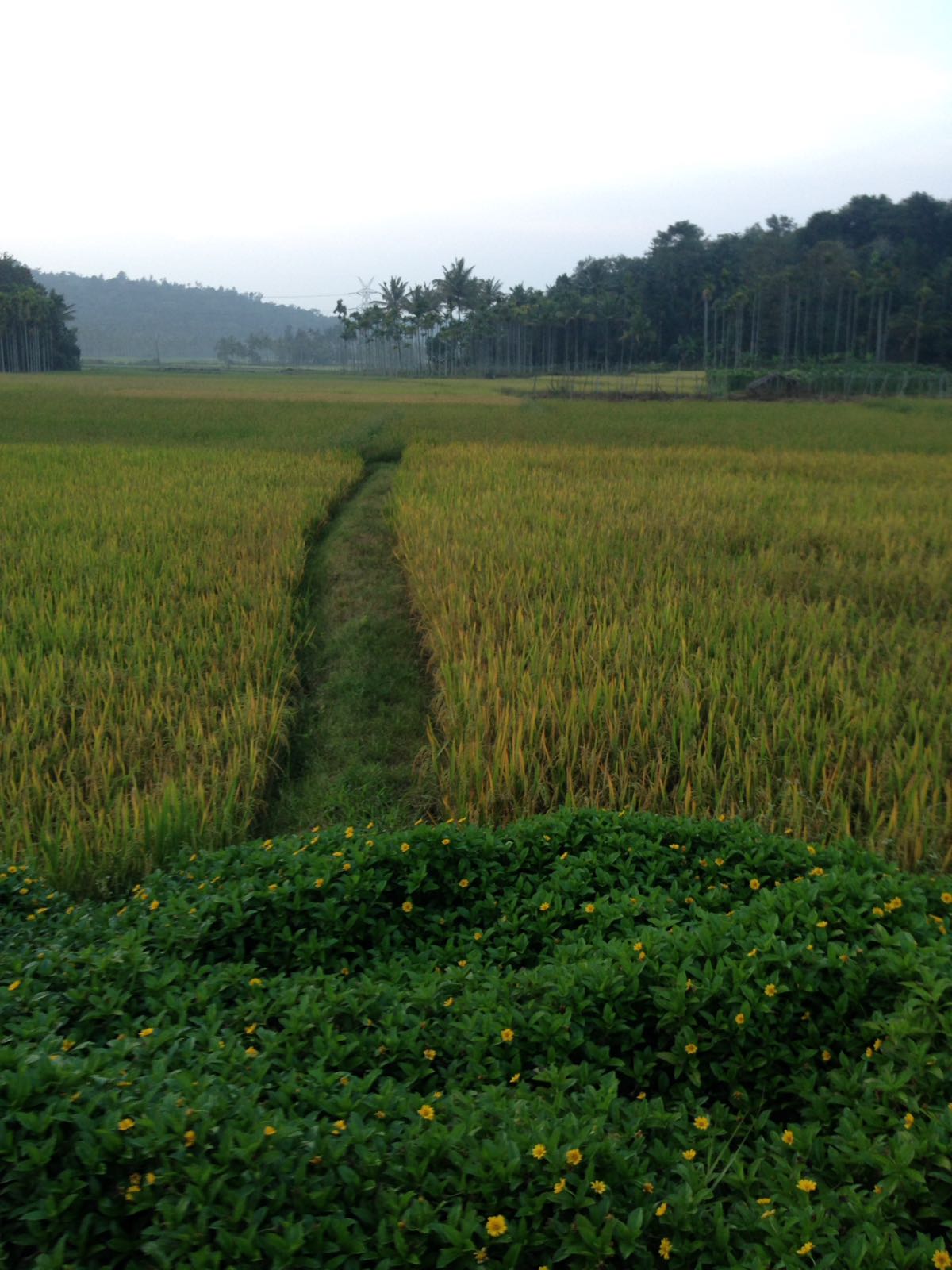 The path through the fields