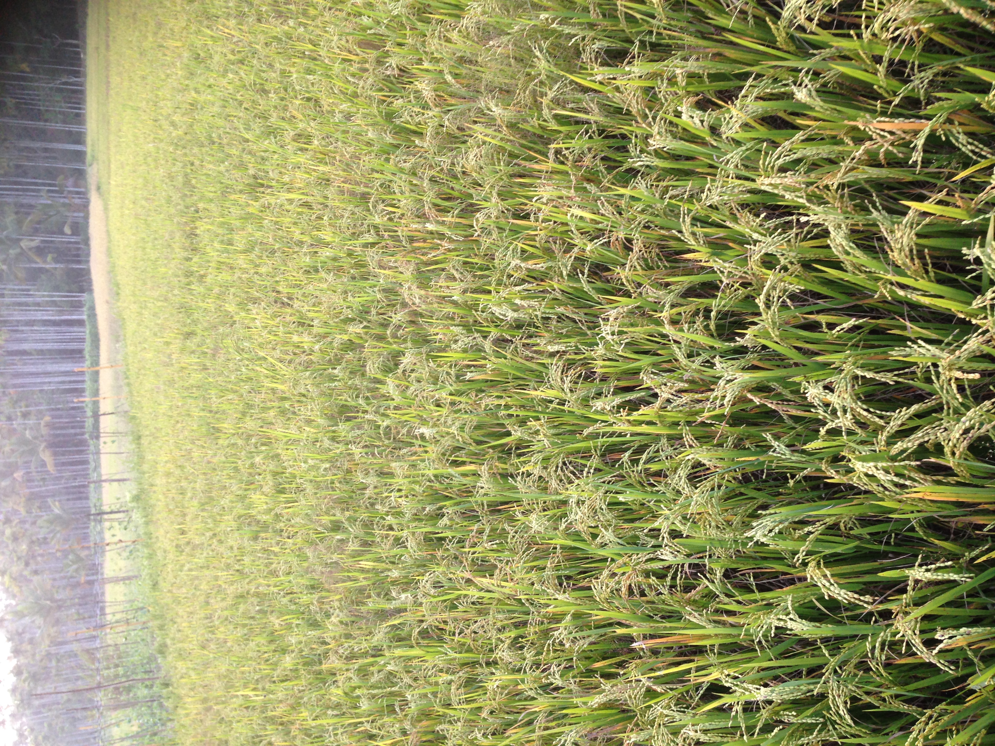 Rice fields ready for harvest