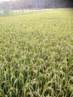 Rice fields ready for harvest