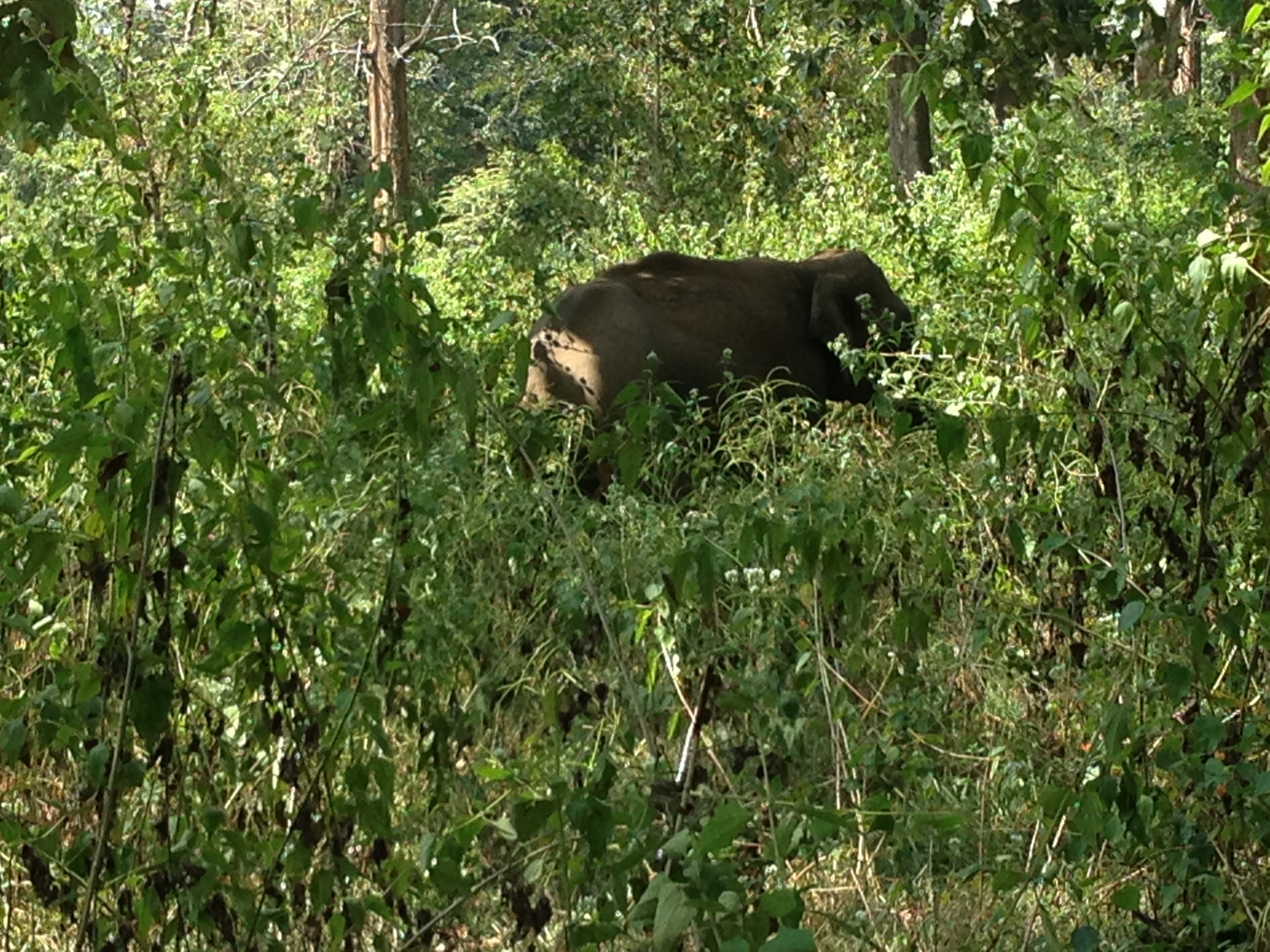 Elephant Ahoy