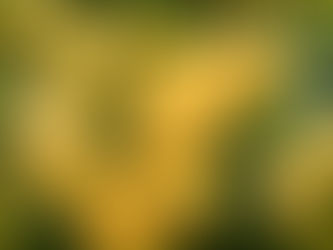 The Ninety-Fourth (Roses)