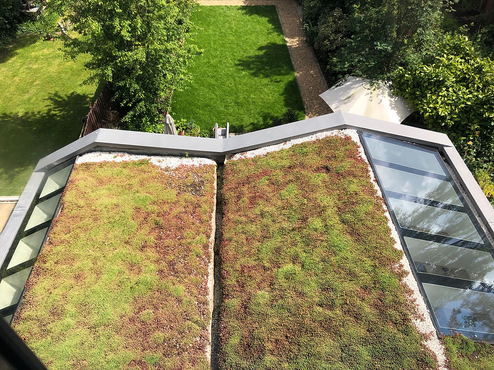 Thumbnail: SEDUM ROOF