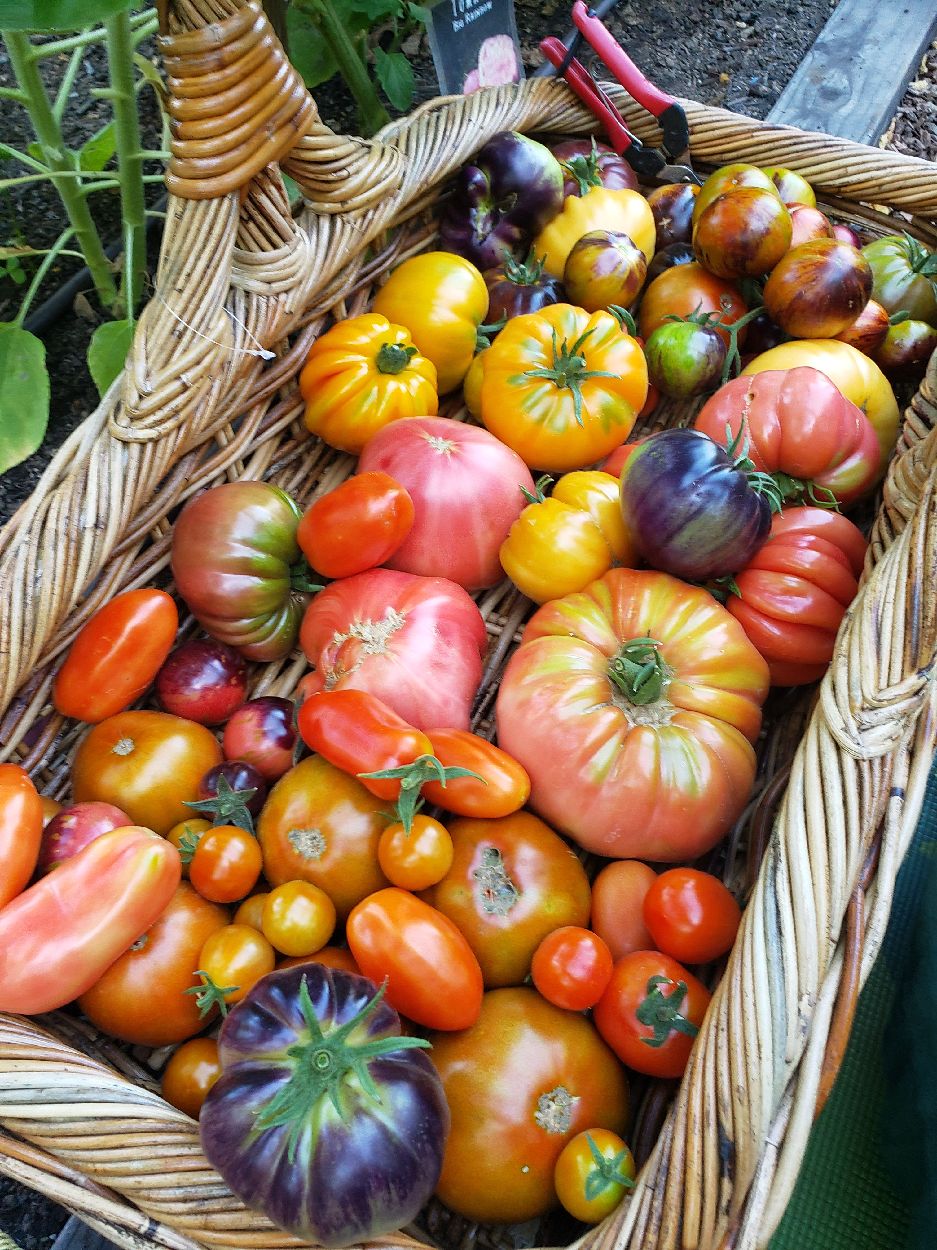 Tomato Variety Pack (Click for more info)