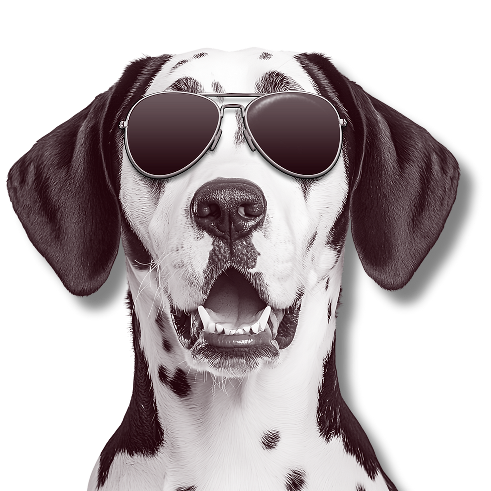 dog with shades