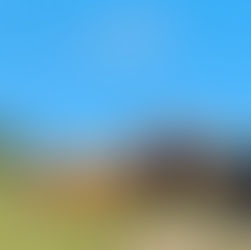 2 cows sat on a hill