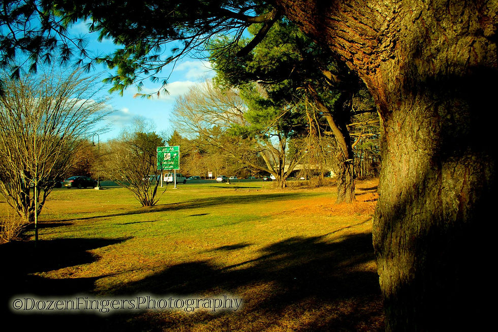 tree stop 3.jpeg