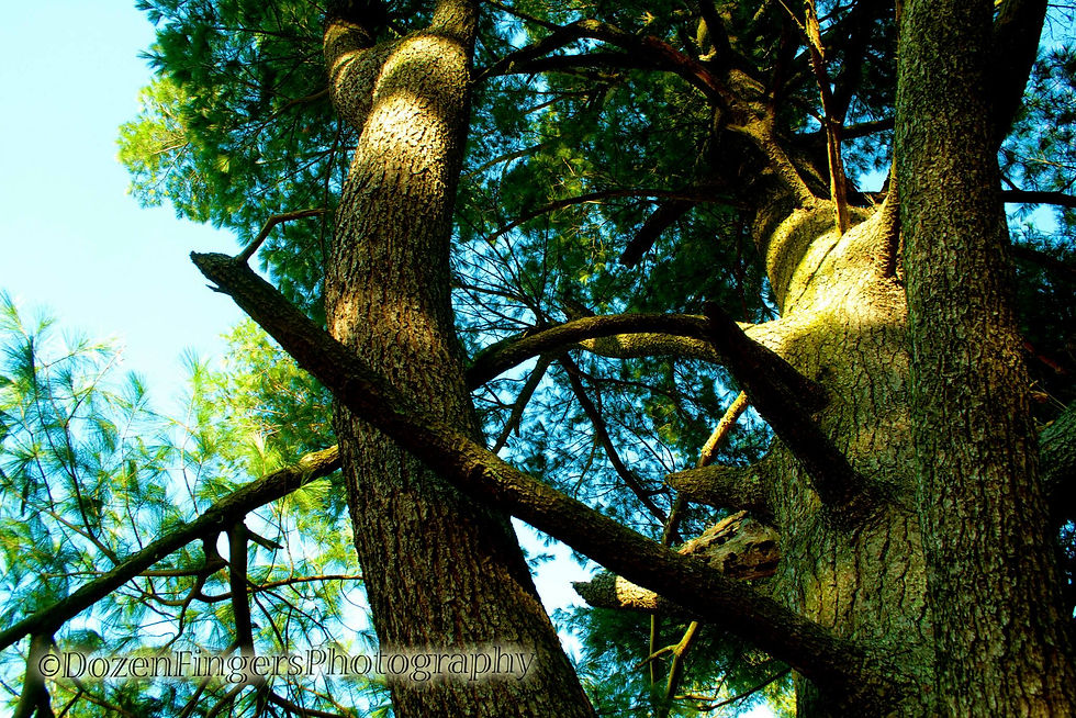 tree stop 2.jpeg