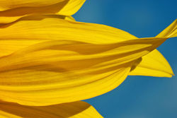 sunflowerpetalsmacro