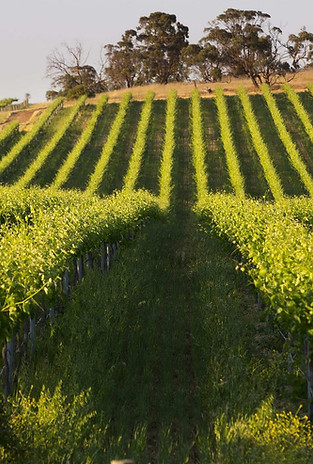 About.Vineyards1.jpg