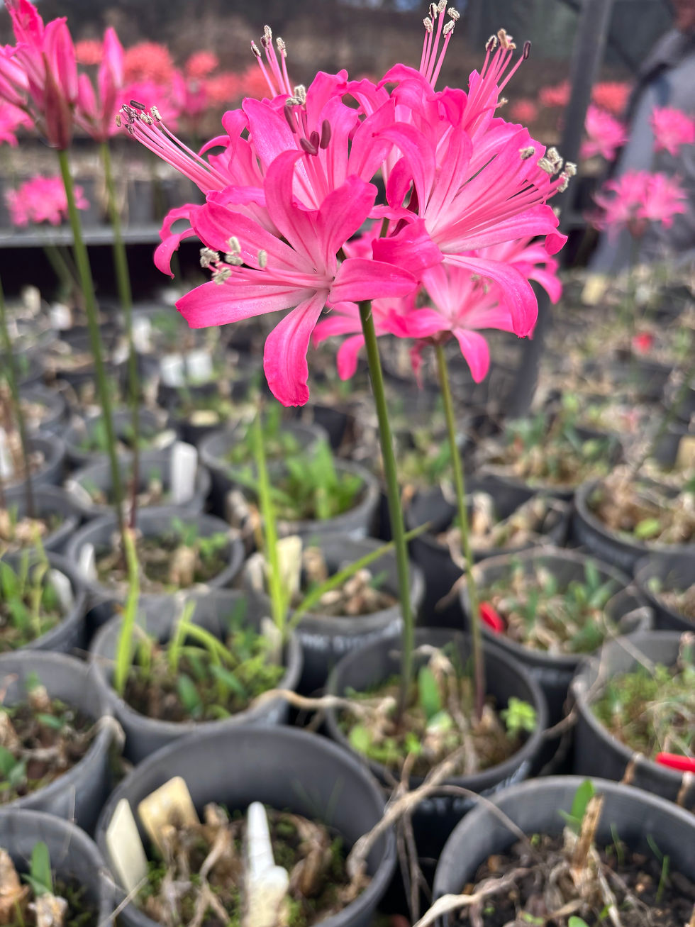 Thumbnail: PINK DISTINCTION