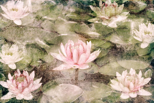 Lotus.jpeg