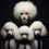Miniature : POODLE PERFECTION