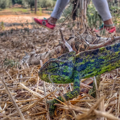 30. נתלי תמיר